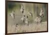 Flock of Short-Billed Dowitchers in Flight-Hal Beral-Framed Photographic Print