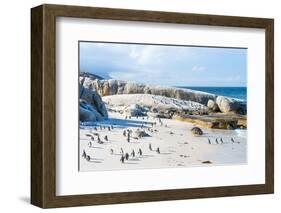 Flock of Small African Penguins at Boulder Beach Just outside Cape Town, South Africa-Allen G-Framed Photographic Print