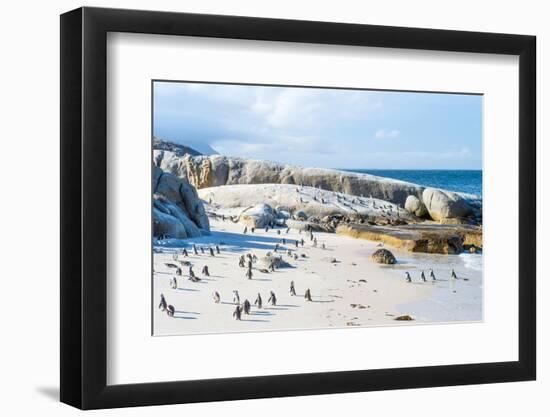 Flock of Small African Penguins at Boulder Beach Just outside Cape Town, South Africa-Allen G-Framed Photographic Print