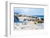 Flock of Small African Penguins at Boulder Beach Just outside Cape Town, South Africa-Allen G-Framed Photographic Print