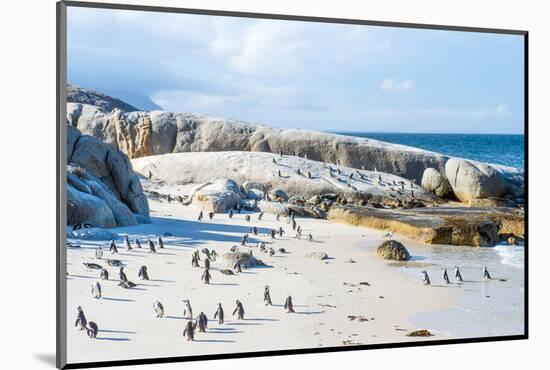 Flock of Small African Penguins at Boulder Beach Just outside Cape Town, South Africa-Allen G-Mounted Photographic Print