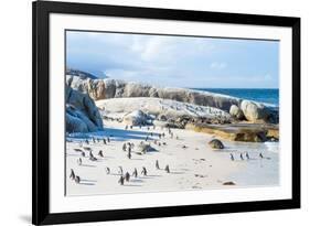 Flock of Small African Penguins at Boulder Beach Just outside Cape Town, South Africa-Allen G-Framed Photographic Print