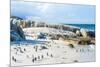 Flock of Small African Penguins at Boulder Beach Just outside Cape Town, South Africa-Allen G-Mounted Photographic Print