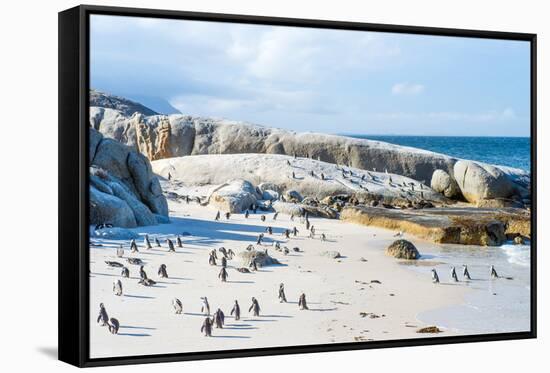 Flock of Small African Penguins at Boulder Beach Just outside Cape Town, South Africa-Allen G-Framed Stretched Canvas