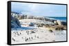 Flock of Small African Penguins at Boulder Beach Just outside Cape Town, South Africa-Allen G-Framed Stretched Canvas