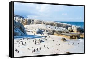 Flock of Small African Penguins at Boulder Beach Just outside Cape Town, South Africa-Allen G-Framed Stretched Canvas