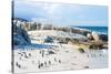 Flock of Small African Penguins at Boulder Beach Just outside Cape Town, South Africa-Allen G-Stretched Canvas