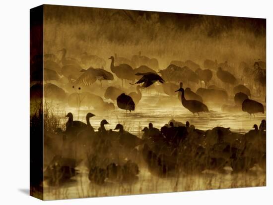 Flock of Snow Geese and Sandhill Cranes in Water and Ground Fog-Arthur Morris-Stretched Canvas