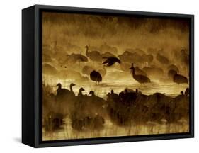 Flock of Snow Geese and Sandhill Cranes in Water and Ground Fog-Arthur Morris-Framed Stretched Canvas