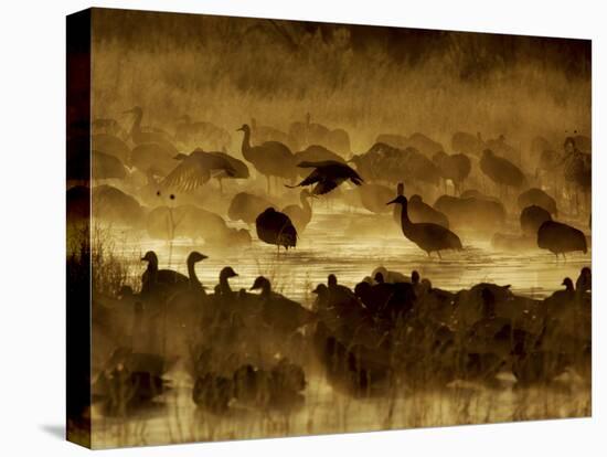 Flock of Snow Geese and Sandhill Cranes in Water and Ground Fog-Arthur Morris-Stretched Canvas