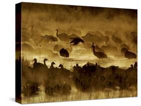 Flock of Snow Geese and Sandhill Cranes in Water and Ground Fog-Arthur Morris-Stretched Canvas