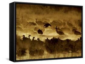 Flock of Snow Geese and Sandhill Cranes in Water and Ground Fog-Arthur Morris-Framed Stretched Canvas