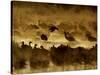 Flock of Snow Geese and Sandhill Cranes in Water and Ground Fog-Arthur Morris-Stretched Canvas