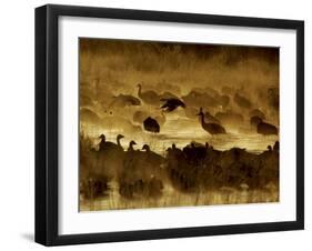 Flock of Snow Geese and Sandhill Cranes in Water and Ground Fog-Arthur Morris-Framed Premium Photographic Print