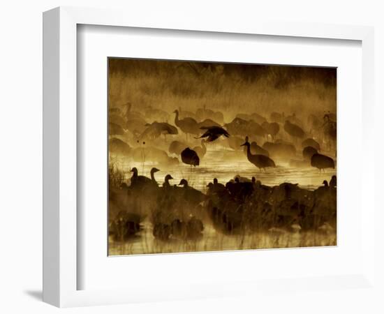 Flock of Snow Geese and Sandhill Cranes in Water and Ground Fog-Arthur Morris-Framed Photographic Print