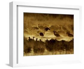 Flock of Snow Geese and Sandhill Cranes in Water and Ground Fog-Arthur Morris-Framed Photographic Print