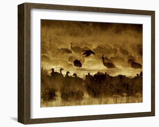 Flock of Snow Geese and Sandhill Cranes in Water and Ground Fog-Arthur Morris-Framed Photographic Print