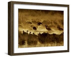 Flock of Snow Geese and Sandhill Cranes in Water and Ground Fog-Arthur Morris-Framed Photographic Print