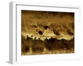 Flock of Snow Geese and Sandhill Cranes in Water and Ground Fog-Arthur Morris-Framed Photographic Print