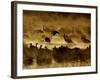 Flock of Snow Geese and Sandhill Cranes in Water and Ground Fog-Arthur Morris-Framed Photographic Print