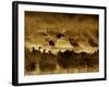 Flock of Snow Geese and Sandhill Cranes in Water and Ground Fog-Arthur Morris-Framed Photographic Print