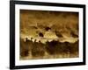 Flock of Snow Geese and Sandhill Cranes in Water and Ground Fog-Arthur Morris-Framed Photographic Print