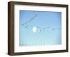 Flock of Snow Geese Flies before a Setting Moon, Washington, USA-William Sutton-Framed Photographic Print