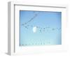 Flock of Snow Geese Flies before a Setting Moon, Washington, USA-William Sutton-Framed Photographic Print