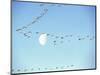 Flock of Snow Geese Flies before a Setting Moon, Washington, USA-William Sutton-Mounted Photographic Print