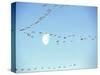 Flock of Snow Geese Flies before a Setting Moon, Washington, USA-William Sutton-Stretched Canvas