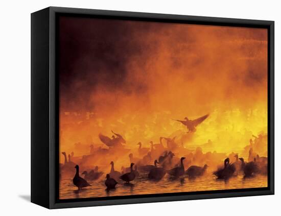 Flock of Snow Geese in Ground Fog, Bosque Del Apache National Wildlife Reserve, New Mexico, USA-Arthur Morris-Framed Stretched Canvas