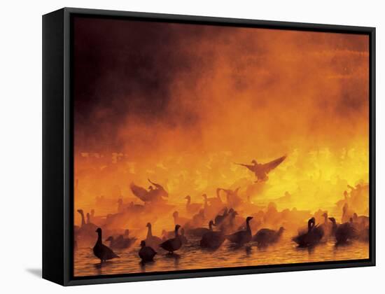 Flock of Snow Geese in Ground Fog, Bosque Del Apache National Wildlife Reserve, New Mexico, USA-Arthur Morris-Framed Stretched Canvas