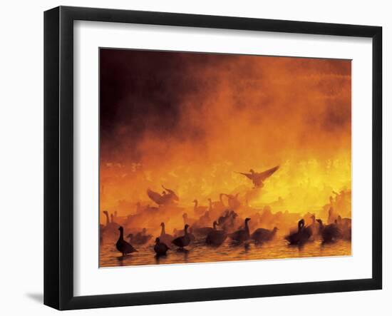 Flock of Snow Geese in Ground Fog, Bosque Del Apache National Wildlife Reserve, New Mexico, USA-Arthur Morris-Framed Photographic Print