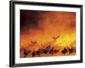 Flock of Snow Geese in Ground Fog, Bosque Del Apache National Wildlife Reserve, New Mexico, USA-Arthur Morris-Framed Photographic Print