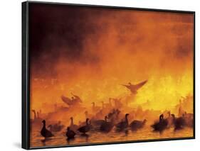 Flock of Snow Geese in Ground Fog, Bosque Del Apache National Wildlife Reserve, New Mexico, USA-Arthur Morris-Framed Photographic Print