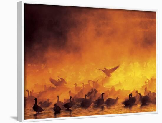 Flock of Snow Geese in Ground Fog, Bosque Del Apache National Wildlife Reserve, New Mexico, USA-Arthur Morris-Framed Photographic Print