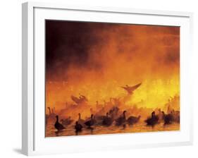 Flock of Snow Geese in Ground Fog, Bosque Del Apache National Wildlife Reserve, New Mexico, USA-Arthur Morris-Framed Photographic Print