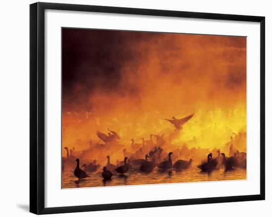 Flock of Snow Geese in Ground Fog, Bosque Del Apache National Wildlife Reserve, New Mexico, USA-Arthur Morris-Framed Photographic Print