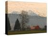 Flock of Snow Geese Take Flight, Mt. Baker and Cascades at Dawn, Fir Island, Washington, USA-Trish Drury-Stretched Canvas