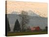 Flock of Snow Geese Take Flight, Mt. Baker and Cascades at Dawn, Fir Island, Washington, USA-Trish Drury-Stretched Canvas