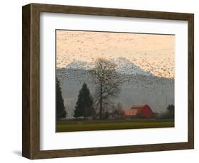 Flock of Snow Geese Take Flight, Mt. Baker and Cascades at Dawn, Fir Island, Washington, USA-Trish Drury-Framed Photographic Print