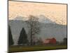 Flock of Snow Geese Take Flight, Mt. Baker and Cascades at Dawn, Fir Island, Washington, USA-Trish Drury-Mounted Photographic Print