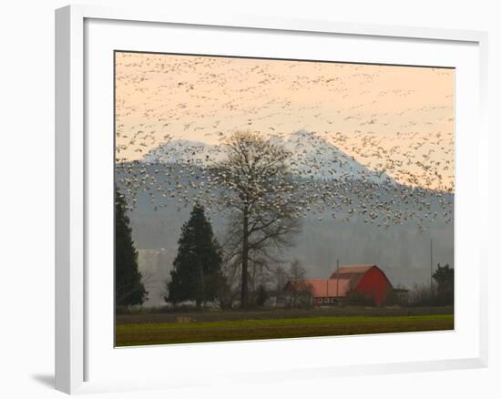 Flock of Snow Geese Take Flight, Mt. Baker and Cascades at Dawn, Fir Island, Washington, USA-Trish Drury-Framed Photographic Print