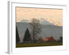 Flock of Snow Geese Take Flight, Mt. Baker and Cascades at Dawn, Fir Island, Washington, USA-Trish Drury-Framed Photographic Print