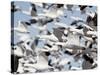 Flock of Snow Goose (Chen Caerulescens) Blasting Off, Bosque Del Apache National Wildlife Refuge, N-James Hager-Stretched Canvas