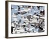 Flock of Snow Goose (Chen Caerulescens) Blasting Off, Bosque Del Apache National Wildlife Refuge, N-James Hager-Framed Photographic Print