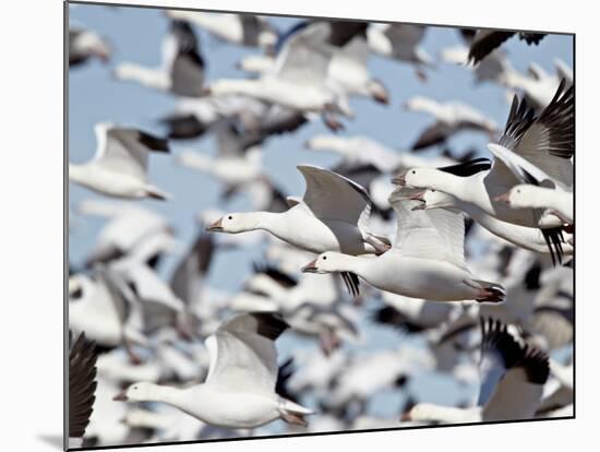 Flock of Snow Goose (Chen Caerulescens) Blasting Off, Bosque Del Apache National Wildlife Refuge, N-James Hager-Mounted Photographic Print