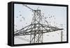 Flock of Starlings (Sturnus Vulgaris) Flying to Roost on Electricity Pylon-Terry Whittaker-Framed Stretched Canvas