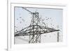 Flock of Starlings (Sturnus Vulgaris) Flying to Roost on Electricity Pylon-Terry Whittaker-Framed Photographic Print