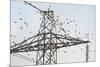 Flock of Starlings (Sturnus Vulgaris) Flying to Roost on Electricity Pylon-Terry Whittaker-Mounted Photographic Print